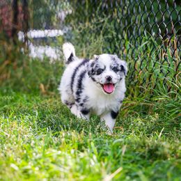 Australian Shepherd and Miniature Australian Shepherd Puppies from Black Hills Aussies
