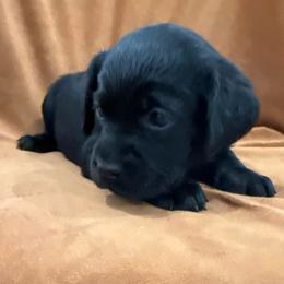 Girl 2 no collar - Black female Labrador Retriever puppy in Ledyard, Connecticut from Outback Stables