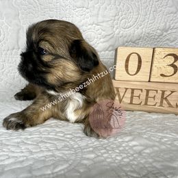 Shih Tzu Puppies from Shurbeez Shih Tzu
