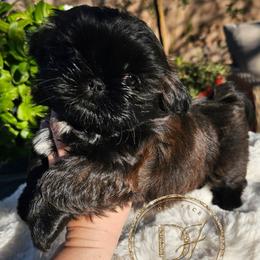 Roma - Sable and white female Shih Tzu puppy in Tucson, Arizona from Dollface Shih Tzu