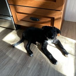 JB Teddybear - Border Collie