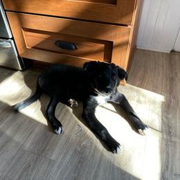 JB Teddybear - Border Collie