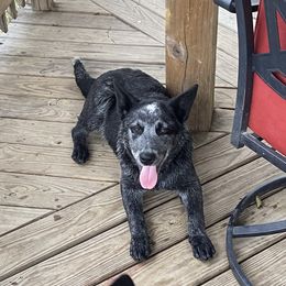 Sam - Australian Cattle Dog