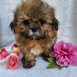 Havanese and Shih Tzu Puppies from Locust Creek Shih Tzu & Havanese