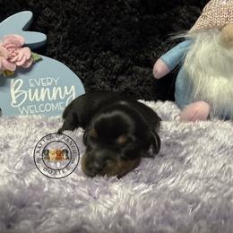 Black tan - Black and tan male Dachshund puppy in Carthage, Texas from Rafter C Ranch Doxies