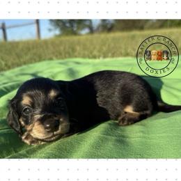 CBCM5 - Black and cream male Dachshund puppy in Carthage, Texas from Rafter C Ranch Doxies
