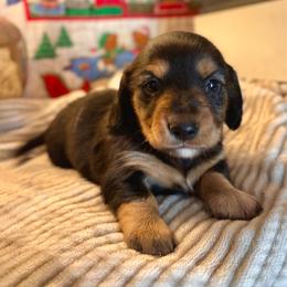 Jack - Black and tan male Dachshund puppy in Aiken, South Carolina from State Eight Dachshunds