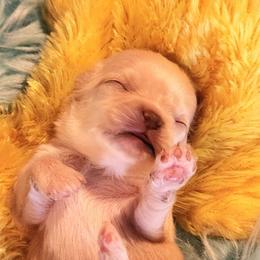 Roman - Gold and white male Chihuahua puppy in Gerald, Missouri from OutLaw Chihuahua's