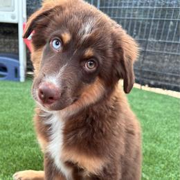 Brown - Red tri male Miniature Australian Shepherd puppy in Arizona from Country Charm Mini Aussies
