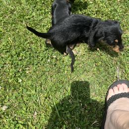 Dachshund Puppies from Pams Puppies