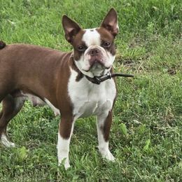 Boston Terriers from 8 Bar M Ranch LLC.