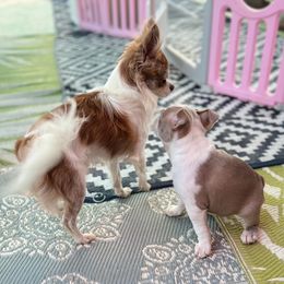 Chihuahua puppies from Itty Bitty Boston & Chi Co, Veteran Owned