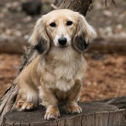Sally - Dachshund