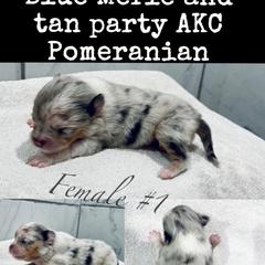 Pomeranian Puppies from My heavenly poms