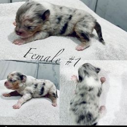 Pomeranian Puppies from My heavenly poms