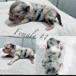 Pomeranian Puppies from My heavenly poms
