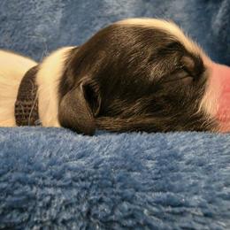 Boy 1 - Blue belton male English Setter puppy in Tiskilwa, Illinois from First Harmony Farms