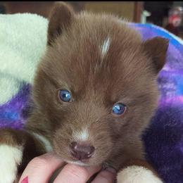 Rebella - Red and white female Siberian Husky puppy in Richland, Mississippi from Feazell’s Siberian Huskies