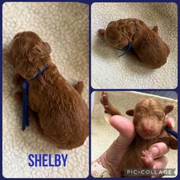 Shelby - Red  female Poodle puppy in Mount Vernon, Illinois from AMC Poodles