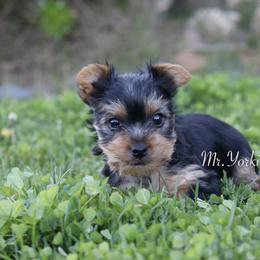 Yorkshire Terrier Puppies from Mr.Yorkie