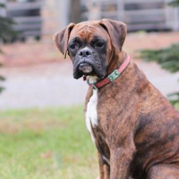 Boxers from Shady Rill puppies
