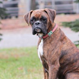 Boxers from Shady Rill puppies