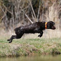 Kimber - Boykin Spaniel