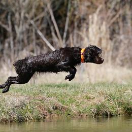 Kimber - Boykin Spaniel