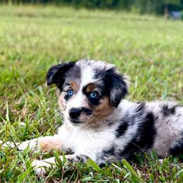 Tinkerbell - Blue merle female Toy Australian Shepherd puppy in Smithville, Arkansas from Cooper Creek Aussies