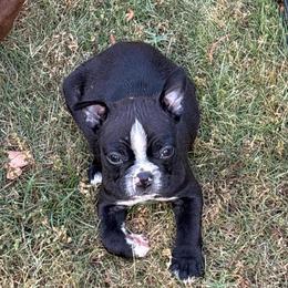 Michele T. Female - Black and white female Boston Terrier puppy in Mc Donough, Georgia from Ballard Boston Terriers