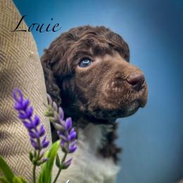 Mr Brooke - Parti male Poodle puppy in Greenville, North Carolina from Grace Poodles
