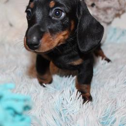 Boy 1 - Black and tan male Dachshund puppy in Craig, Colorado from Rocky Mountain Shih Tzus and Dry Creek Miniature Dachshunds