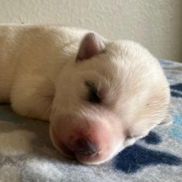 Girl (Green Collar) - Sable and white female Siberian Husky puppy in College Station, Texas from Texas Siberian Husky Kennels (TSHK)