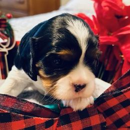 Colin - Cavalier King Charles Spaniel puppy from Celtic Star Cavaliers
