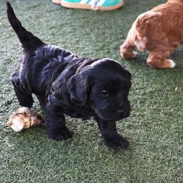 Lithium  yellow collar - Black female Australian Labradoodle puppy in Provo, Utah from EllsWORTH Labradoodles LLC