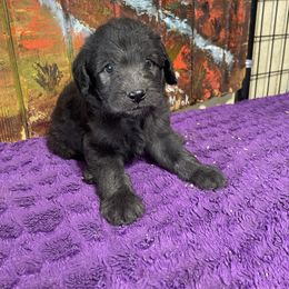 Ali - Black male Labradoodle puppy in Craig, Nebraska from Top Knot Companions Poodles and Labradoodles