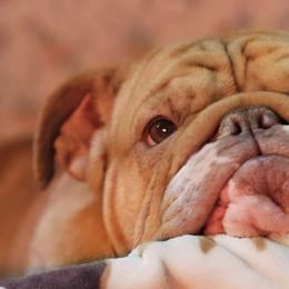 Bulldogs from Royal Wrinkles Bulldogs