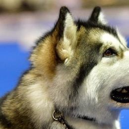 Alaskan Malamutes from Wendy Corr's Onak Alaskan Malamutes