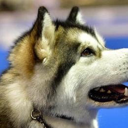 Alaskan Malamutes from Wendy Corr's Onak Alaskan Malamutes