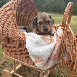 Forest - Dapple male Dachshund puppy in Ecru, Mississippi from Toddy Kennels