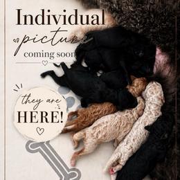 Coming Soon - Apricot male Poodle puppy in Spring Hill, Florida from Lecanto Puppy