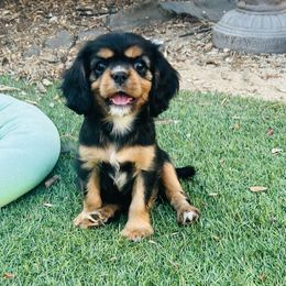 Hex - Black and tan female Cavalier King Charles Spaniel puppy in Temecula, California from McKenna Cavaliers in Southern California