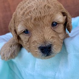 German Shorthaired Pointer and Labradoodle Puppies from Faddis Family Farms