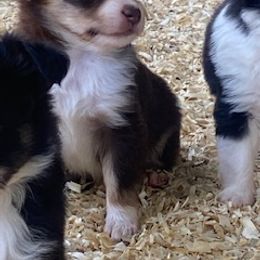 Toy Australian Shepherd Puppies from Lone Oak Aussies