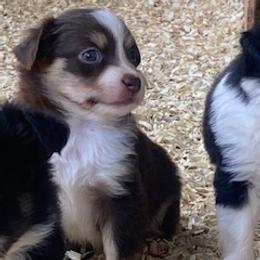 Toy Australian Shepherd Puppies from Lone Oak Aussies
