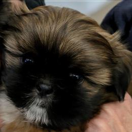 Boy 2 - Black gold and white male Shih Tzu puppy in North Kingstown, Rhode Island from Ming Xing Shih Tzu