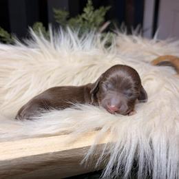 Knox - Chocolate and tan male Dachshund puppy in Washburn, Tennessee from Clinch Mountain Dachshunds