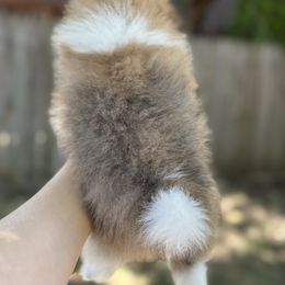 Pomeranian Puppies from Okie Poms