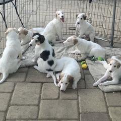 Borzoi Puppies from Marian Broadhurst