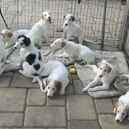 Borzoi Puppies from Marian Broadhurst